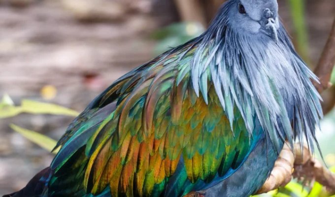 Гривистый голубь (9 фото)