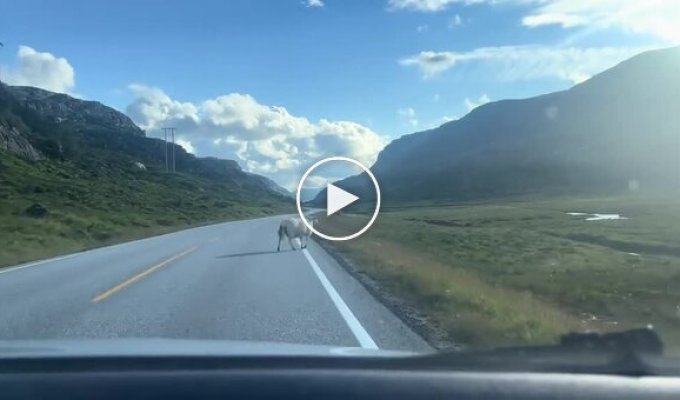 Вранці рано зустрілися два...