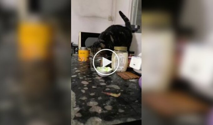 Коту не показали, как правильно пить воду