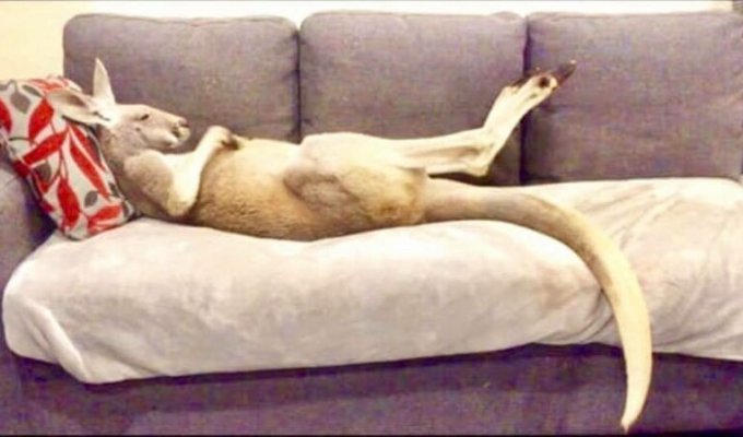 Лежебока Руфус: домашний кенгуру, который любит валяться на диване (6 фото + 2 видео)
