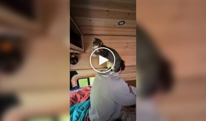 The exciting life of a cat