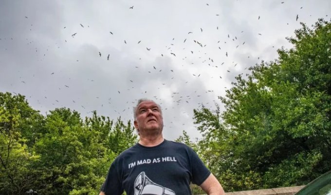 Like in a Hitchcock horror film: the British are scared by the invasion of seagulls that filled the landfill (5 photos)