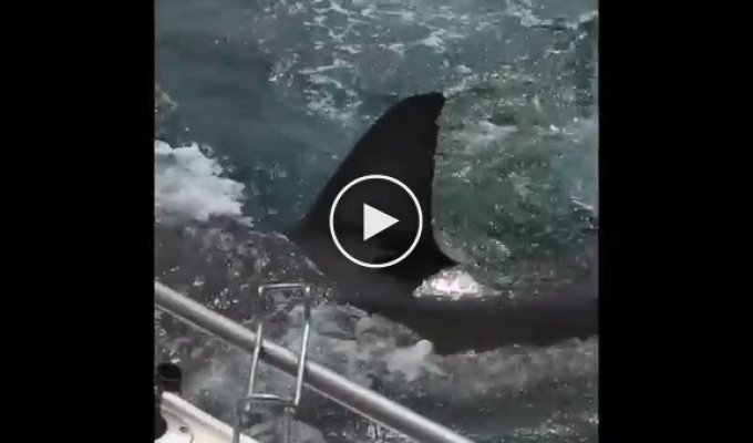 Австралиец отбился от акулы с помощью швабры