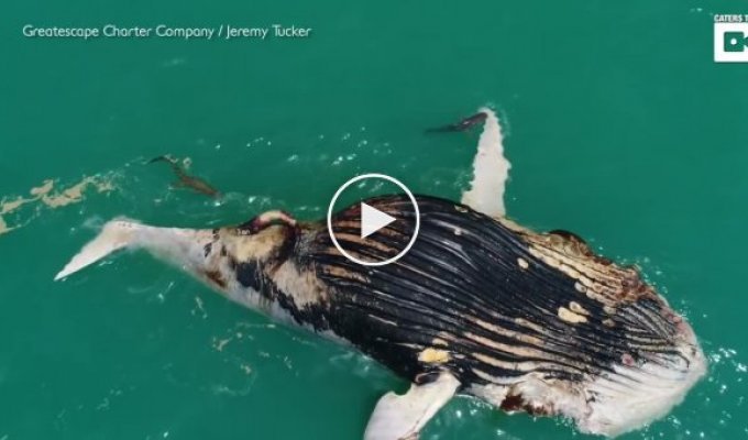 В Австралии моряки сняли на видео, как акула и крокодил объедают тушу мертвого кита