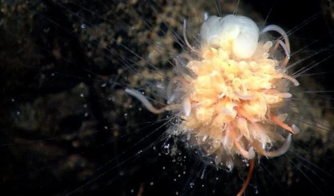 Батифиза шишковатая: макаронный монстр в реальности (11 фото)