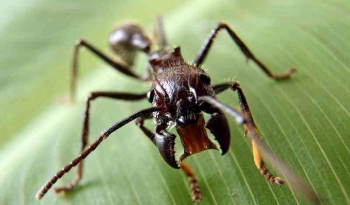 Самые опасные насекомые это (10 фото)
