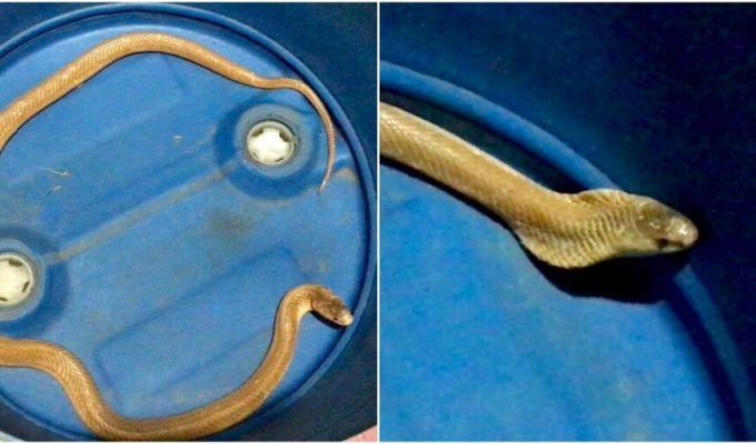 In the Thai village caught a golden cobra that spits poison (5 photos)