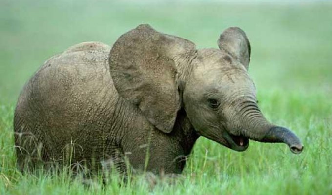 Слоненя (3 фото)