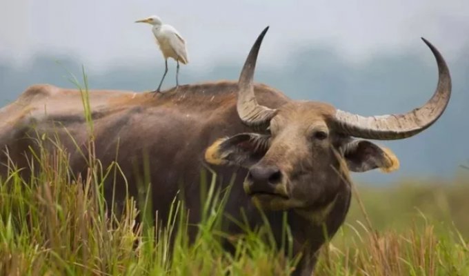 The Wild Water Buffalo: The Herbivorous Giant Even Tigers Steer Clear Of (11 photos)