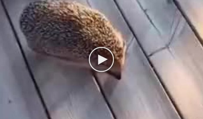 the hedgehog was looking for a horse, but found a woman (quiet sound)