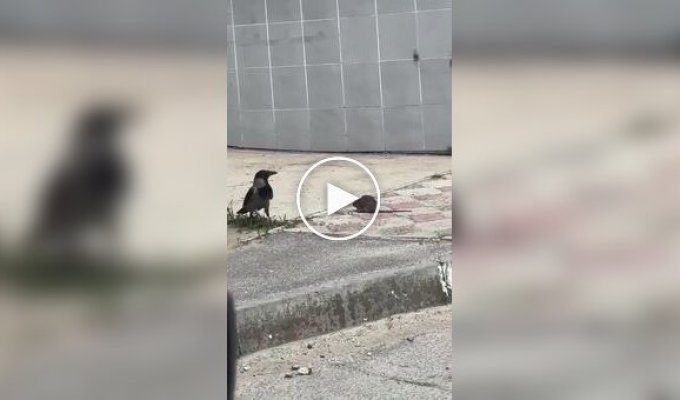 Крыса против вороны