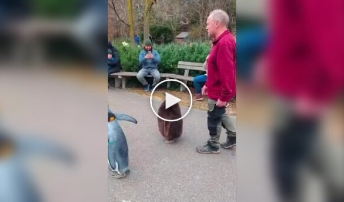 Пингвины прогуливаются в зоопарке Базеля в Швейцарии