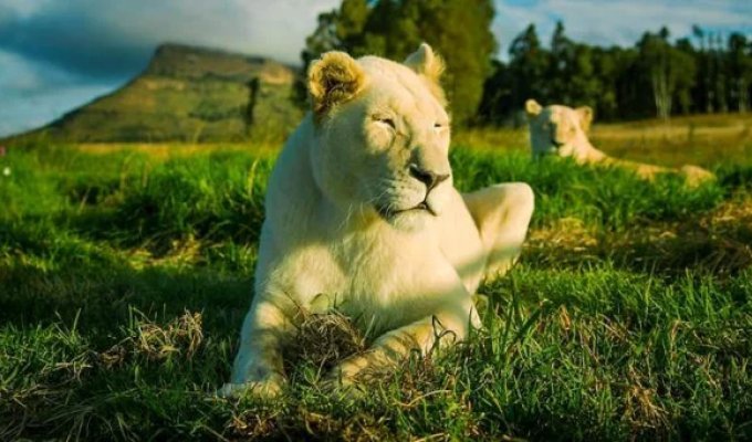 Apartments Not for the Faint of Heart: A Cottage Next to Lions for Rent (9 photos)