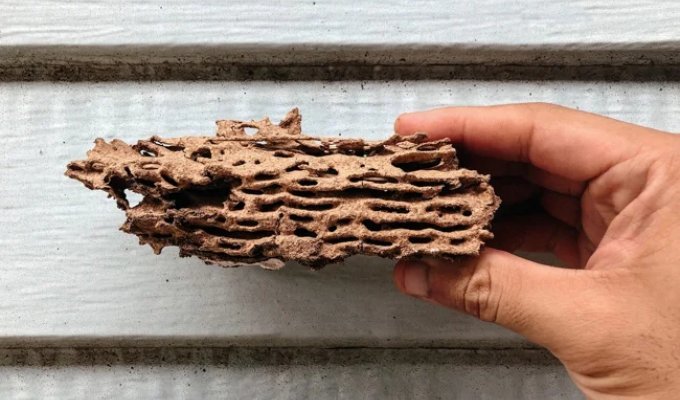 Drywood termites: the most dangerous to humans (8 photos)