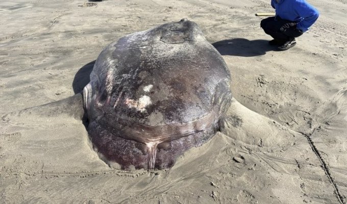 Giant "vomer": a rare 2-meter fish washed ashore (4 photos)