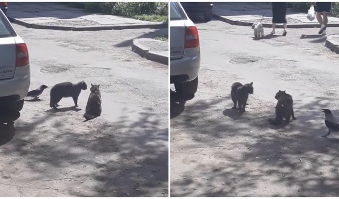 Как ворона-тролль подстрекала двух котов (1 фото + 2 видео)