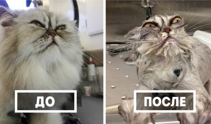 50 забавных животных до и после водных процедур (53 фото)