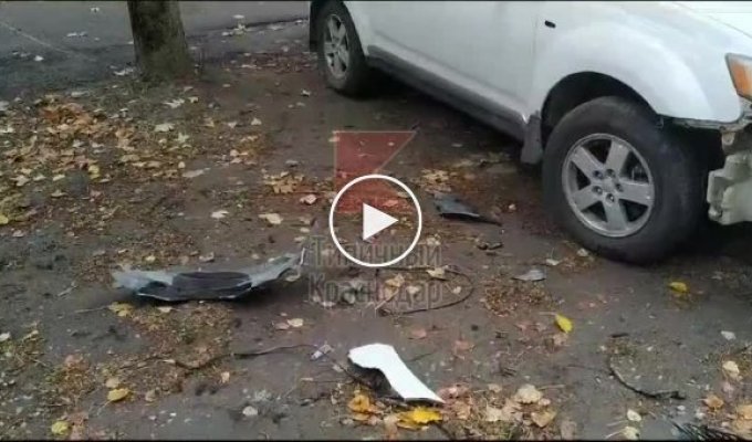 Dogs destroy parked car because of cat