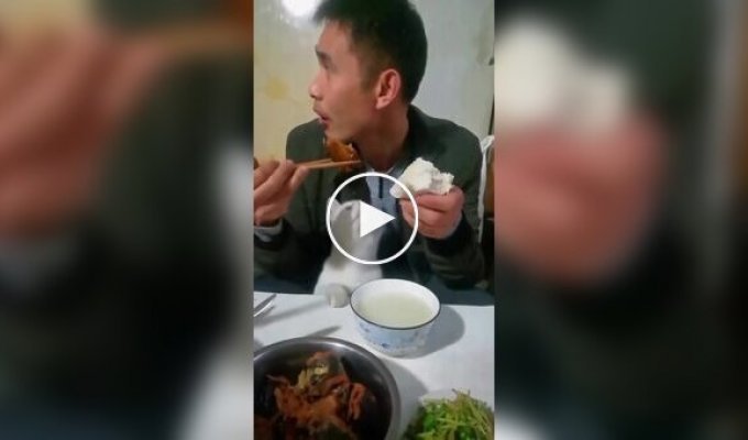Вороватые кошки и коты