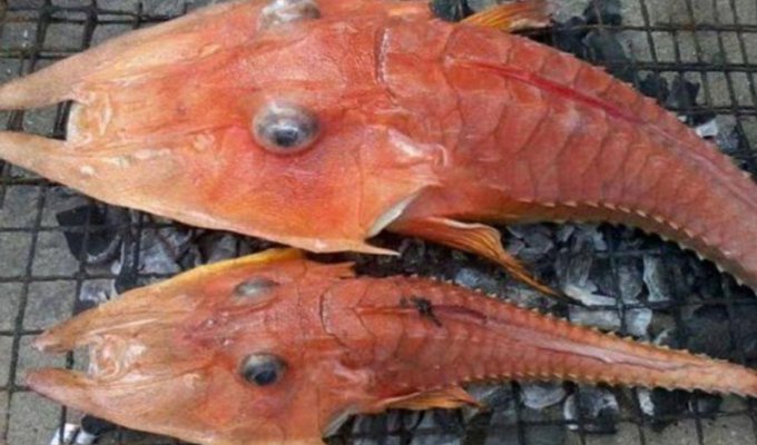 Странное существо было найдено у берегов Австралии (5 фото)