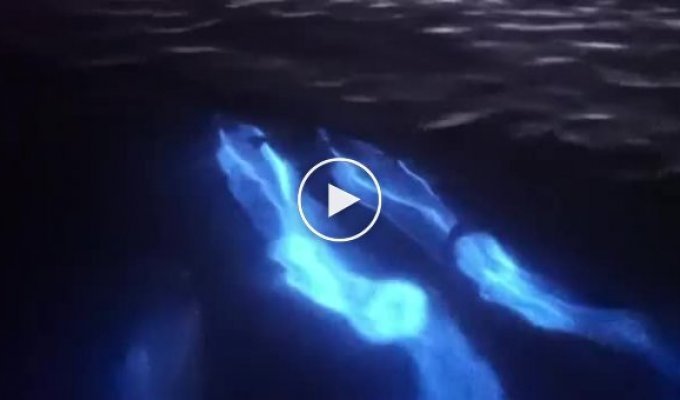 Дивное явление — подсвеченные голубым сиянием дельфины