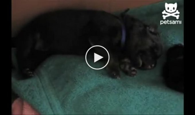 Забавный звук во время сна у щенка