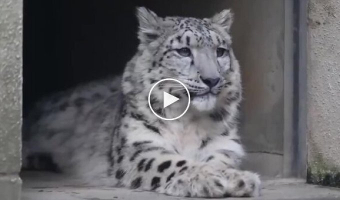 What sounds does a snow leopard make?