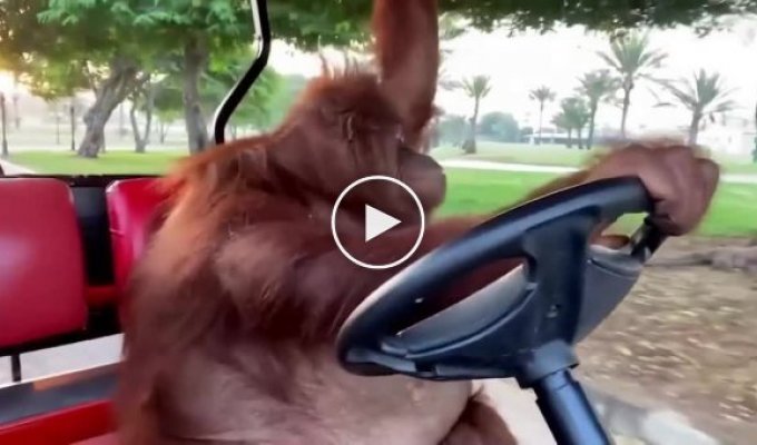 The owners of the orangutan Rambo, who lives on a private property in Dubai, allow her to drive around the territory on a golf cart