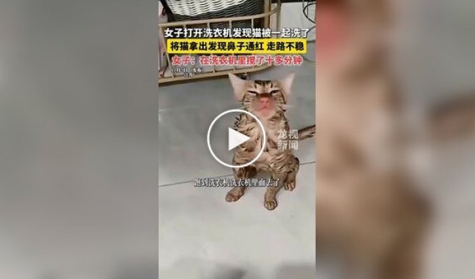 Кот провел более 10 минут в работающей стиральной машине