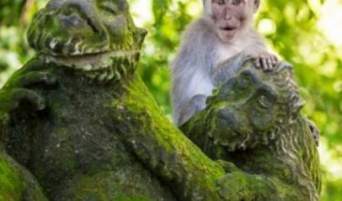 Балийские обезьяны начинают вторгаться в дома людей (1 фото)