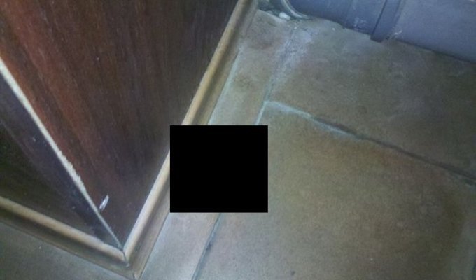 Пугающая находка в туалете (2 фото)