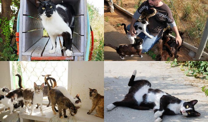 Акция-субботник в “Доме спасения кошек” (43 фото)