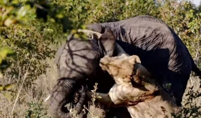 Слоненок смог отбиться от голодной львицы (2 фото + 1 видео)