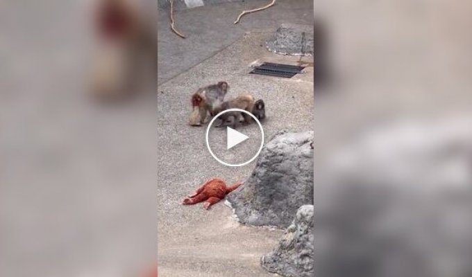 Осиротевшего малыша Панча приняли в стаю