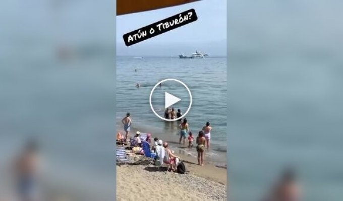 На пляже Марбельи мужчина решил, что на него напала акула