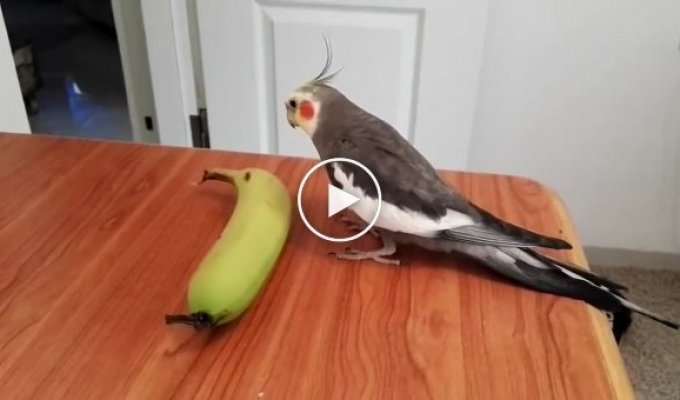 Папуга насвистує пісеньку та відбиває ритм