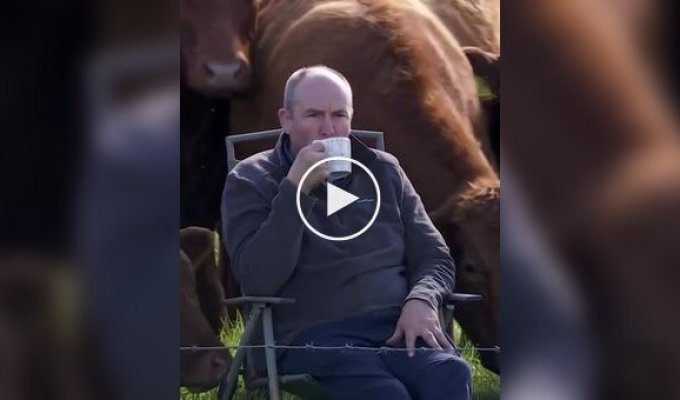 Коровы составили компанию хозяину