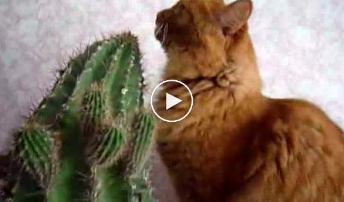 Кот ест кактус