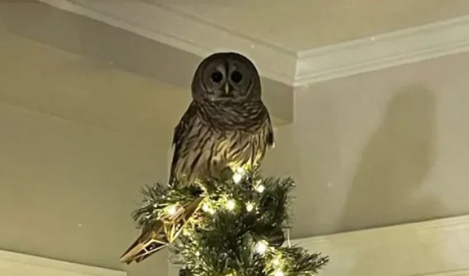 An owl got into the house and settled on the top of the tree instead of a Christmas star (3 photos + 1 video)