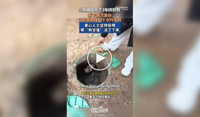 В Китае спасли собаку, которая несколько лет жила под землей