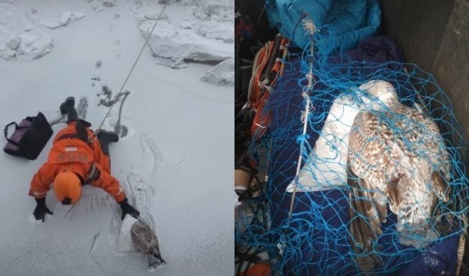 Птичку жалко: питерские спасатели вызволили дикую чайку из ледяного плена (5 фото + 1 видео)