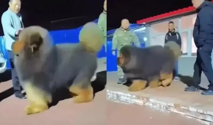 Тибетский мастиф — самая дорогая собака на земле (2 фото + 1 видео)