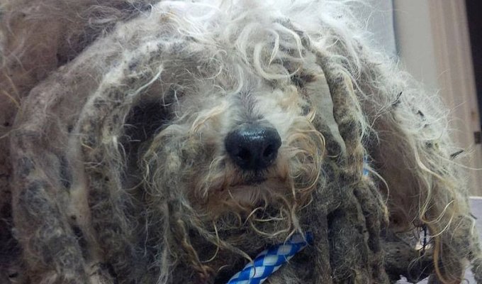 История Шрека – брошенный пес, который нашел дом (11 фото)