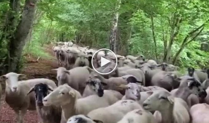 Овцы приняли бегунью за своего предводителя