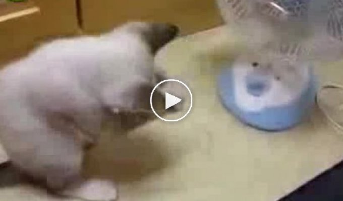 Котик против вентилятора