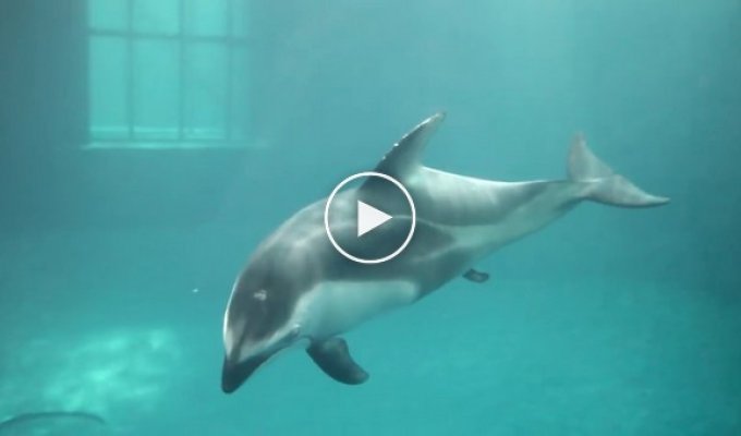 Вот как рождаются дельфины