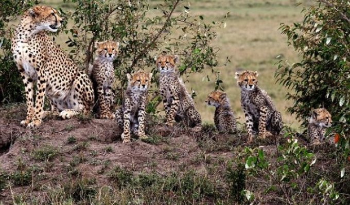 Семейство гепардов на охоте (8 фото)