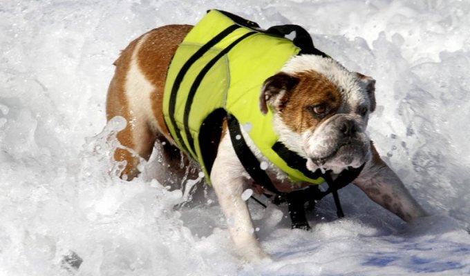 Соревнование по серфингу среди собак (10 фото)
