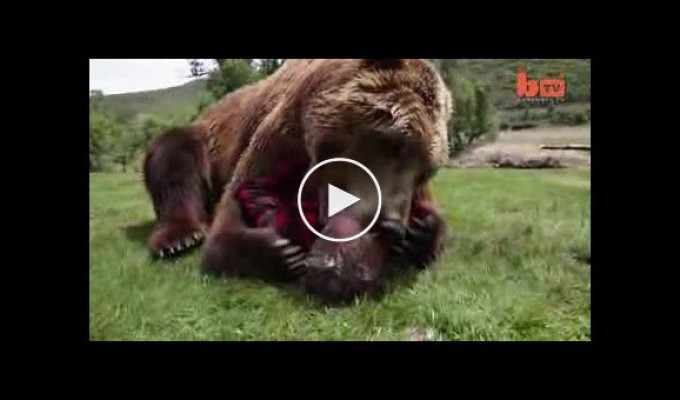 Заклинатель медведей