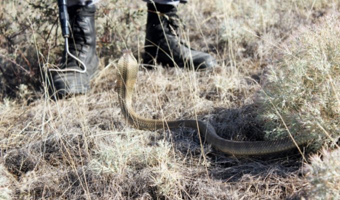 Как ловят змей (32 фото)